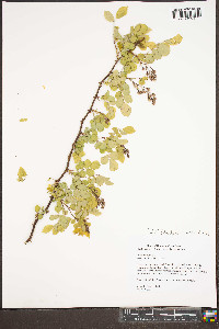 Rosa multiflora image