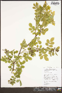 Rosa multiflora image