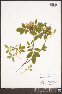 Rosa palustris image