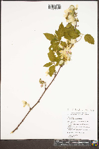 Rubus argutus image