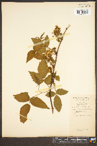 Rubus canadensis image