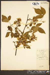 Rubus canadensis image