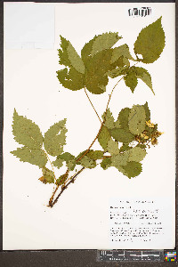 Rubus canadensis image