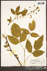 Rubus canadensis image