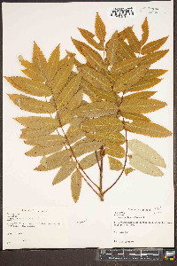 Sorbus americana image