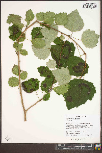 Populus alba image