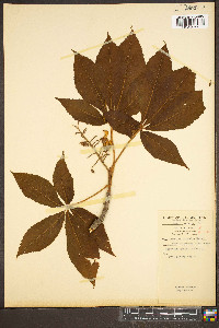 Aesculus flava image