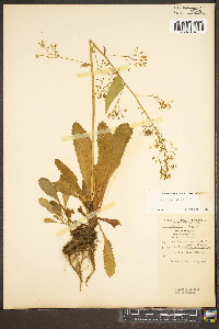 Micranthes micranthidifolia image