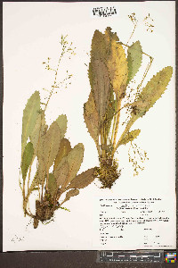 Micranthes micranthidifolia image