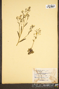 Micranthes micranthidifolia image