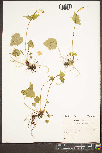 Mitella diphylla image