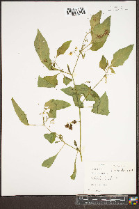 Solanum ptychanthum image