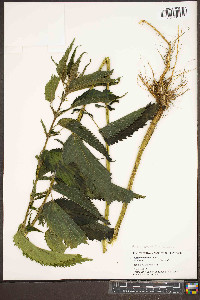 Urtica gracilis image