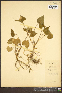 Viola canadensis var. canadensis image