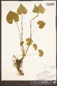 Viola canadensis var. canadensis image