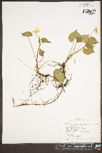 Viola canadensis var. canadensis image