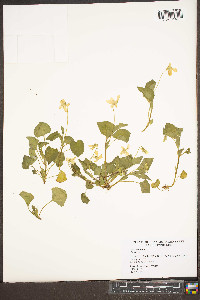 Viola striata image