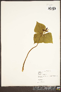 Trillium erectum image