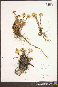 Tussilago farfara image