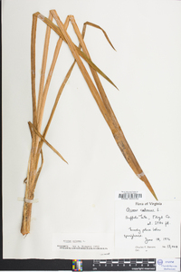 Acorus calamus image