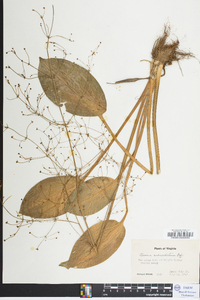 Alisma subcordatum image