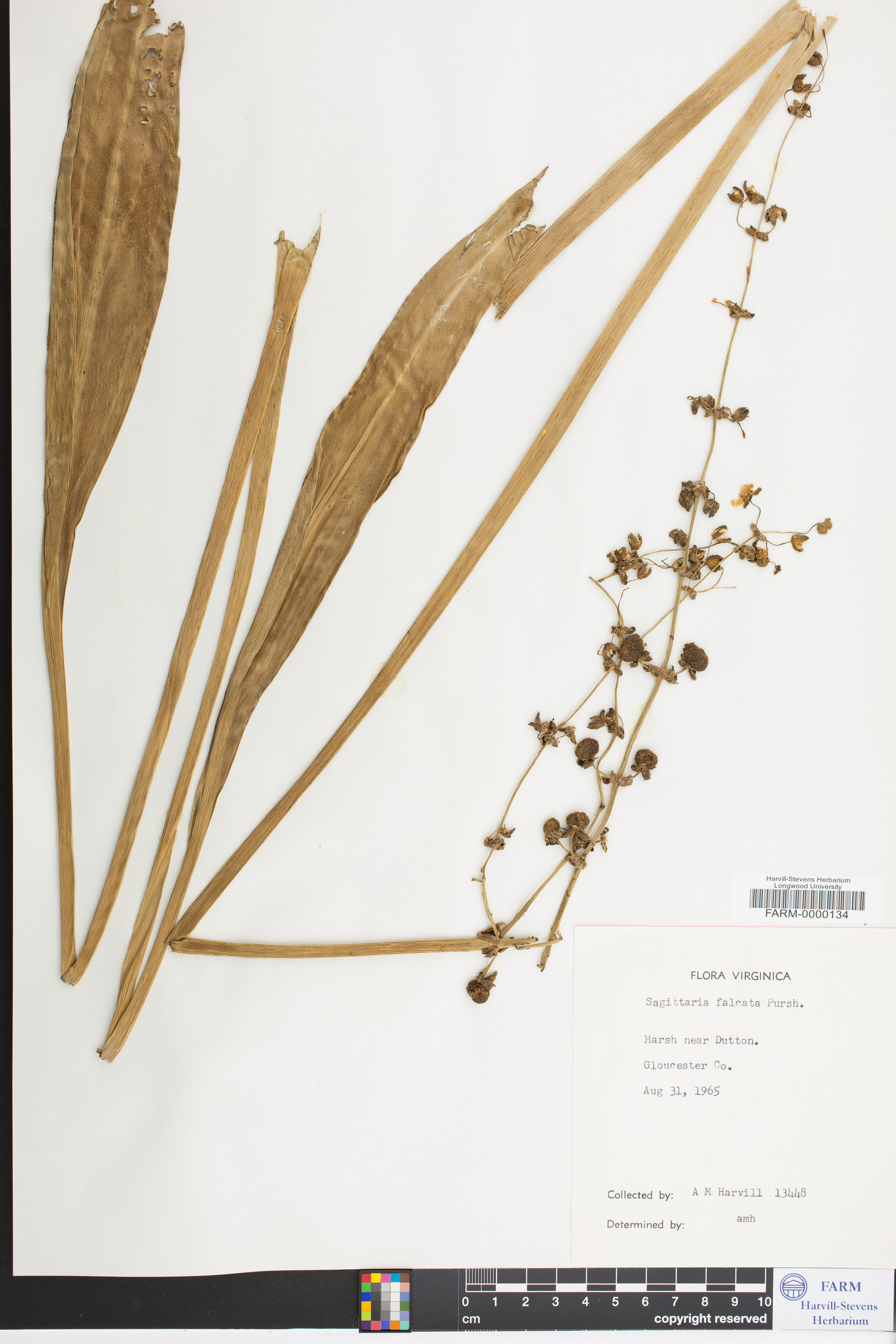 Sagittaria falcata image