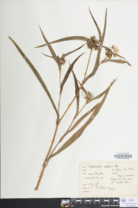 Tradescantia ohiensis image