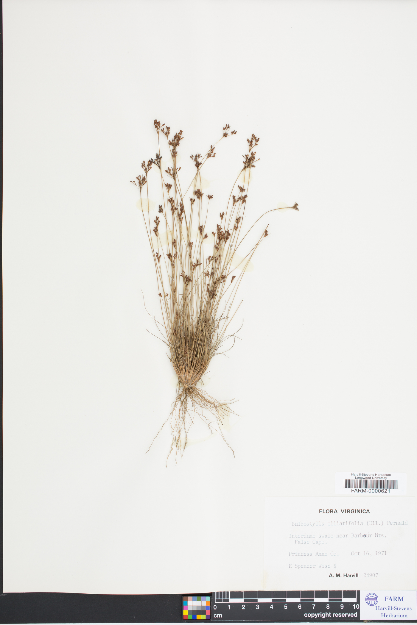 Bulbostylis ciliatifolia image
