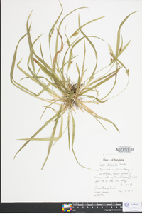 Carex abscondita image