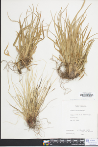 Carex abscondita image