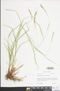 Carex aestivalis image