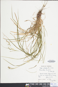 Carex aestivalis image