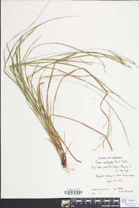 Carex aestivalis image