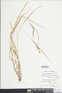 Carex aestivalis image