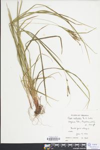 Carex aestivalis image