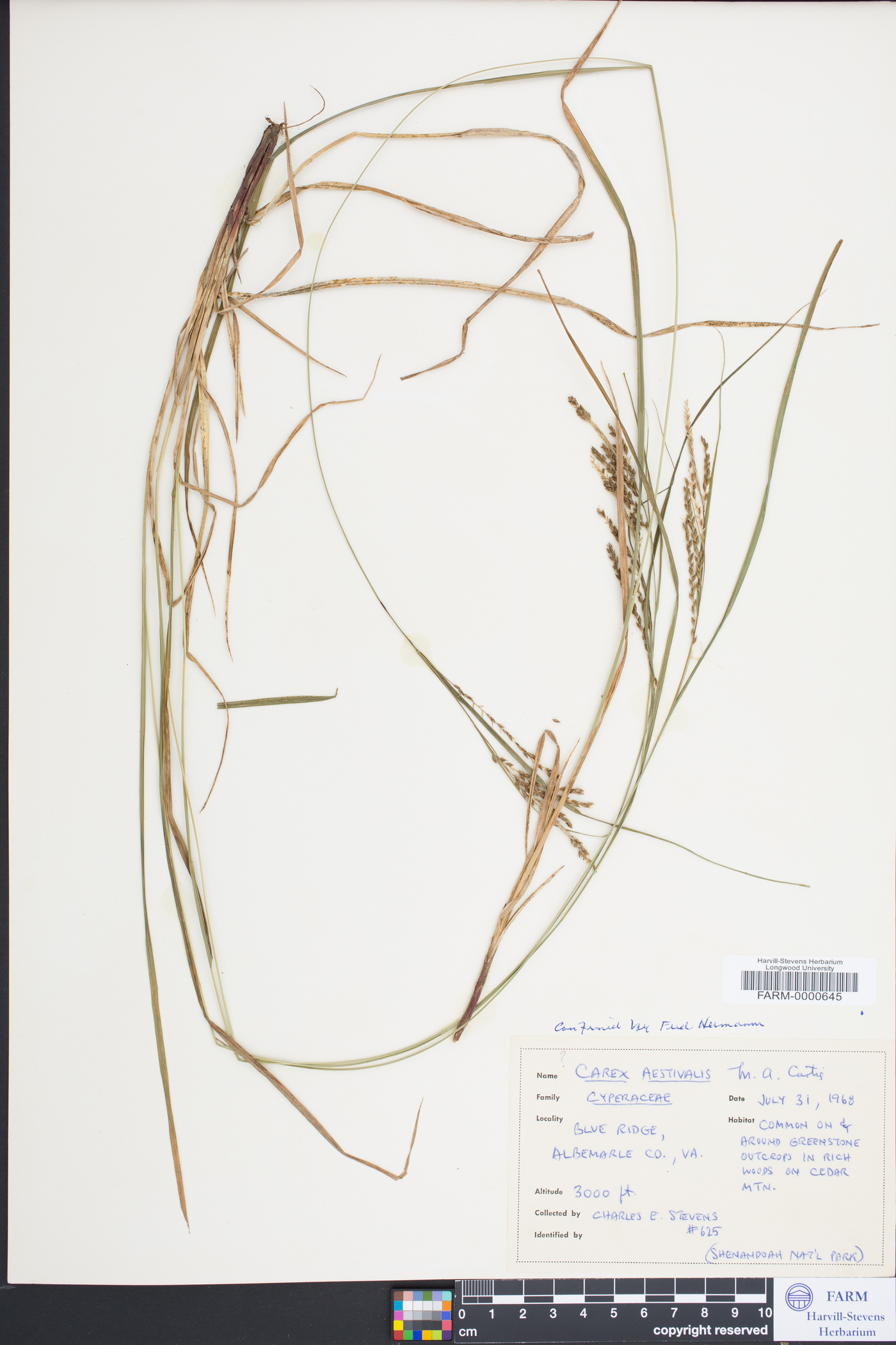 Carex aestivalis image