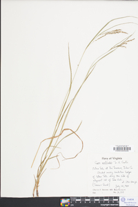 Carex aestivalis image