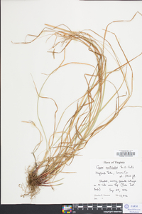 Carex aestivalis image