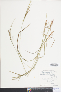 Carex aestivalis image