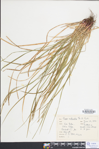 Carex aestivalis image