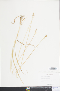 Carex aestivalis image