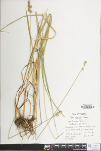 Carex aggregata image