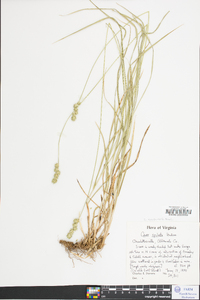 Carex aggregata image