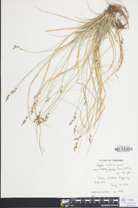 Carex albicans var. australis image