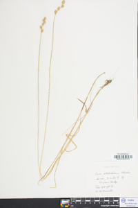 Carex albolutescens image