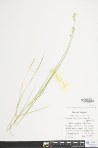 Carex albolutescens image