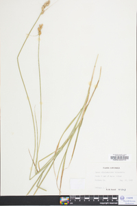 Carex albolutescens image