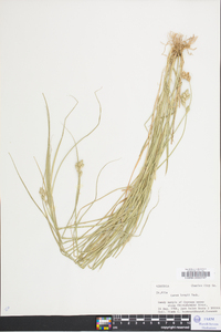 Carex albolutescens image