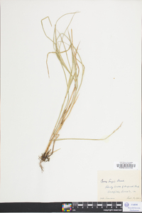 Carex albolutescens image