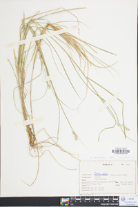 Carex albolutescens image